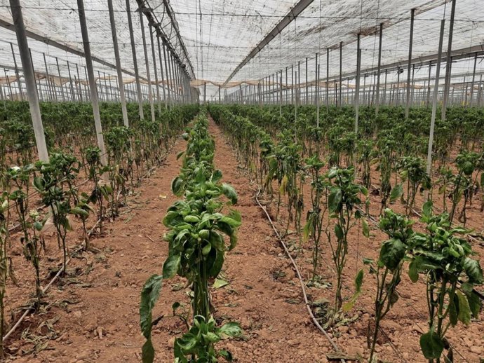 Archivo - Daños a causa del Thrips parvispinus en pimiento cultivado en un invernadero de Almería. (Imagen de archivo).