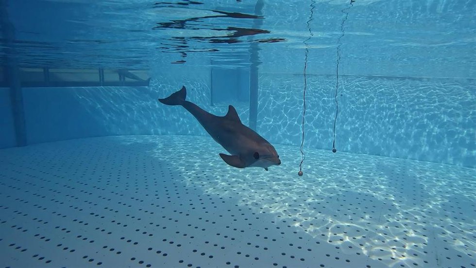 Una estudio descubre en el Loro Parque (Tenerife) cómo los delfines interpretan su entorno mediante el sonido
