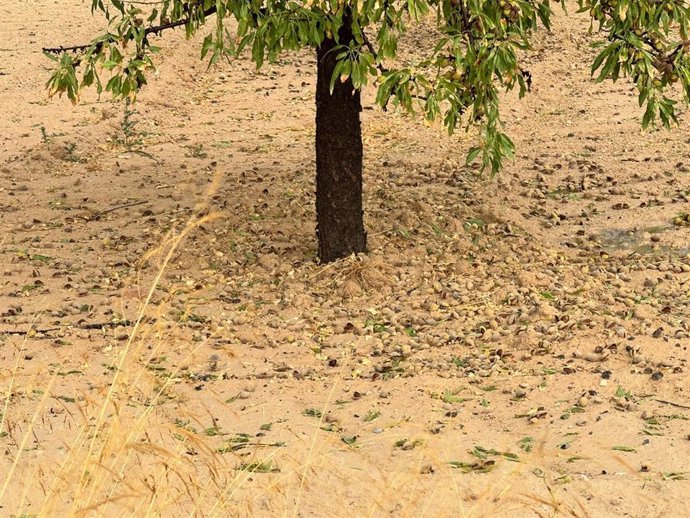 Efectos de la tormenta en un almendro el pasado lunes