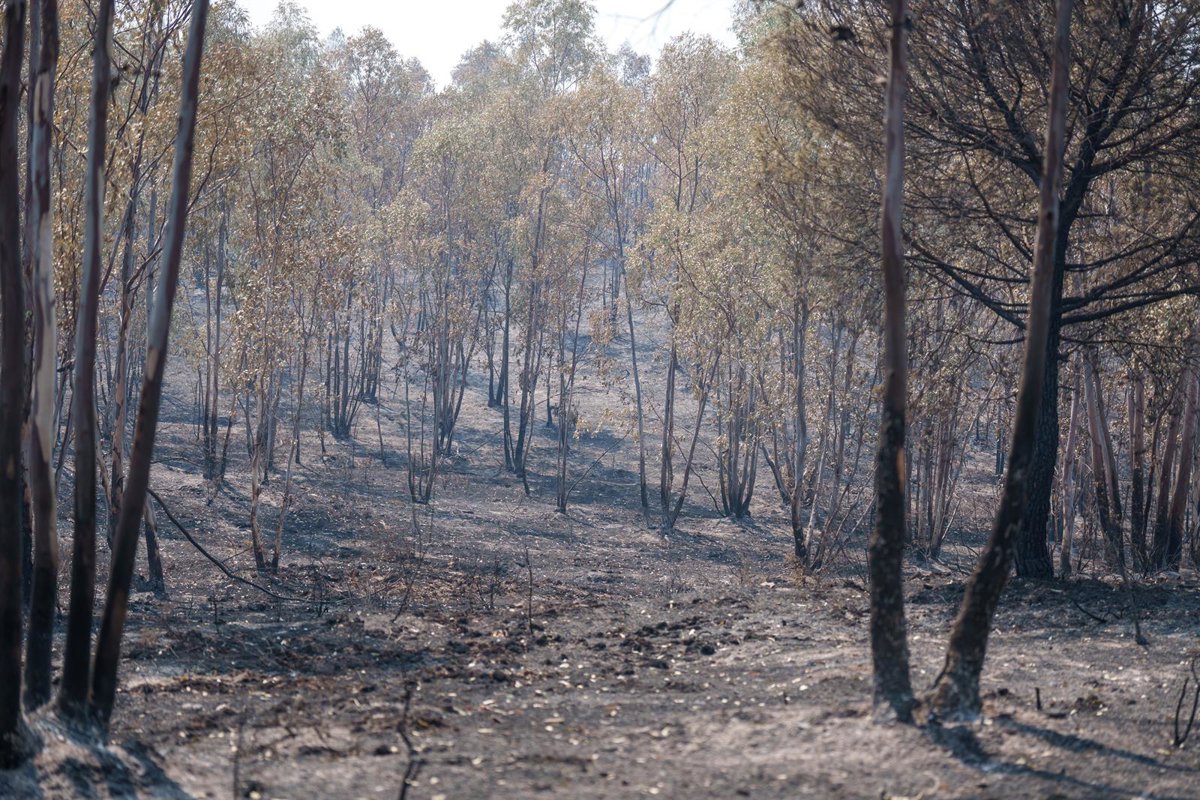 Andalusian Hunting Federation Donates 3 Tons of Grain to Huelva Clubs Affected by Wildfire