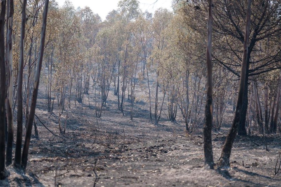 Zona afectada por el incendio de Niebla (Huelva) que lleva cinco días activo. A 11 de agosto de 2026 en Niebla, Huelva (Andalucía, España).
