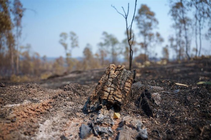 Zona afectada por el incendio de Niebla (Huelva).