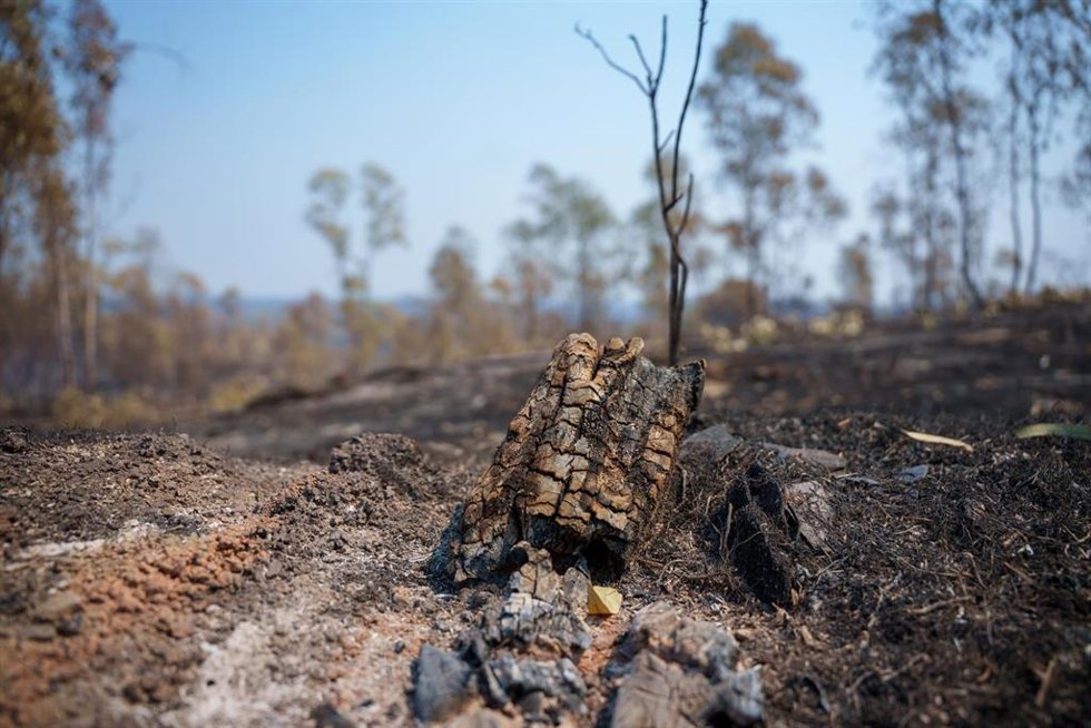 Zona afectada por el incendio de Niebla (Huelva).