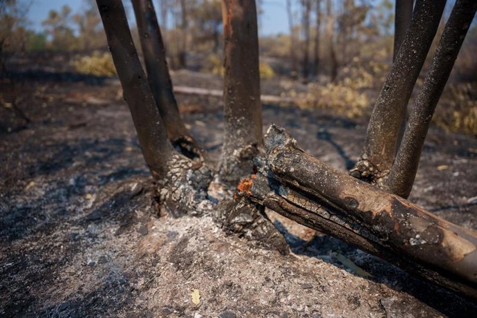 Zona afectada por el incendio de Niebla (Huelva).