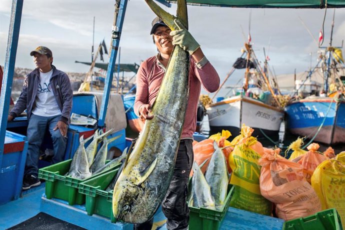 Perú.- Pesca del perico se inicia excepcionalmente el próximo 1 de setiembre