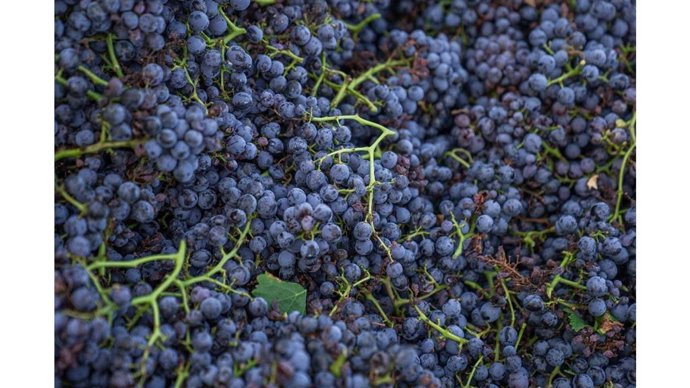 Imagen de uvas