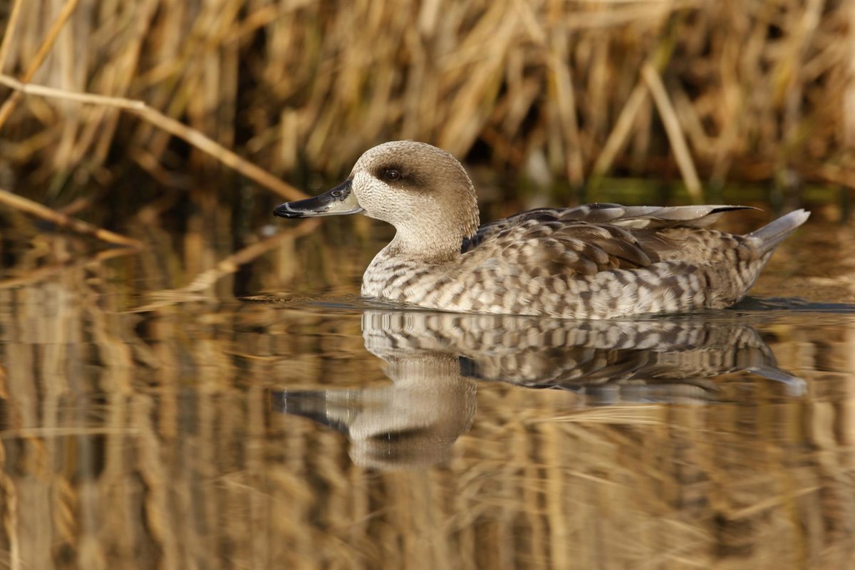 Confirman 19 nuevas Áreas Importantes para la Conservación de las Aves y la Biodiversidad (IBA) en España