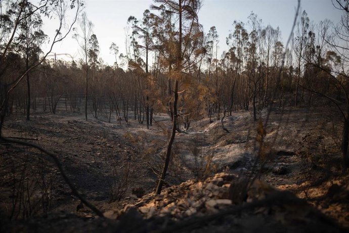 Imagen de zona afectada por el incendio de Niebla (Huelva).