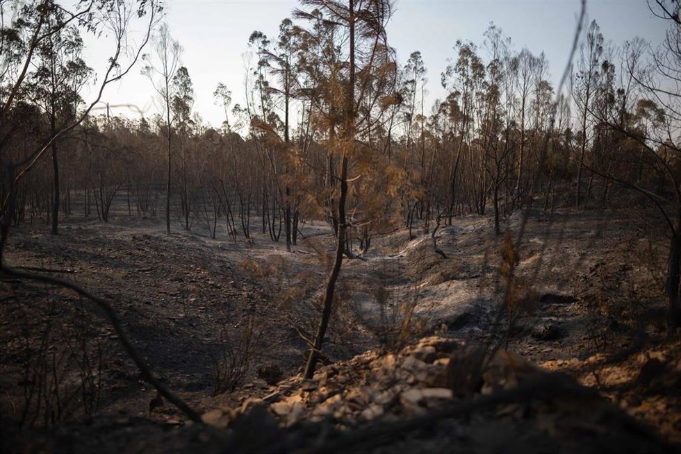 Imagen de zona afectada por el incendio de Niebla (Huelva).