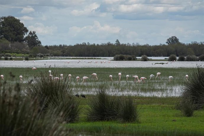 Archivo - Imagen del paraje natural de las marismas de Doñana.