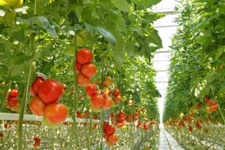 Imagen de archivo de un invernadero de tomates.