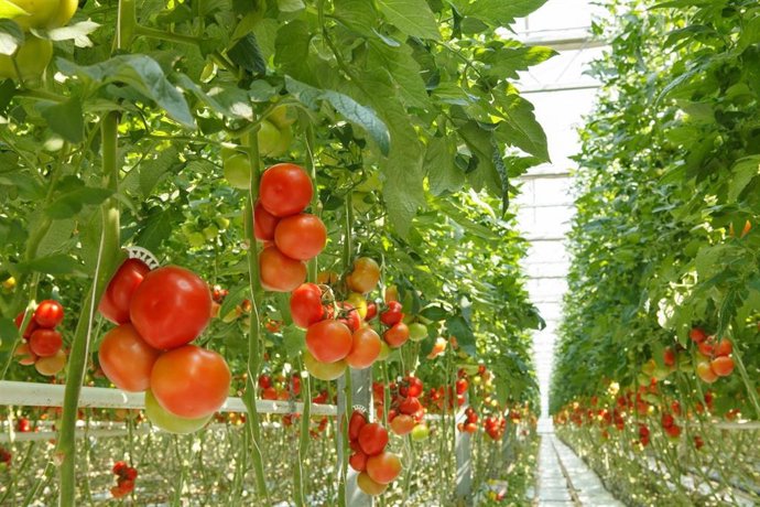 Imagen de archivo de un invernadero de tomates.