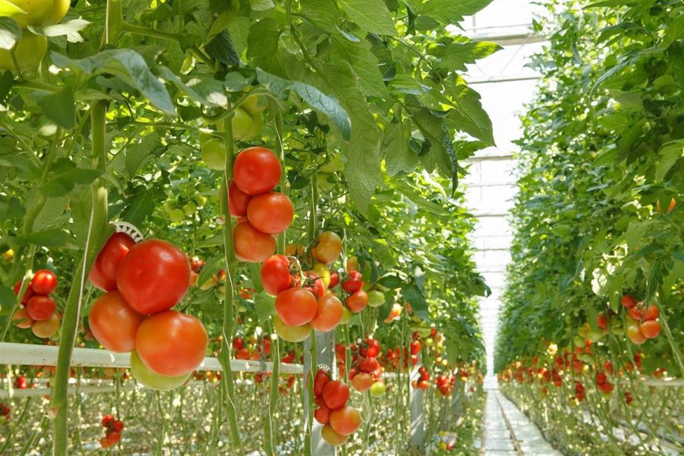 Imagen de archivo de un invernadero de tomates.