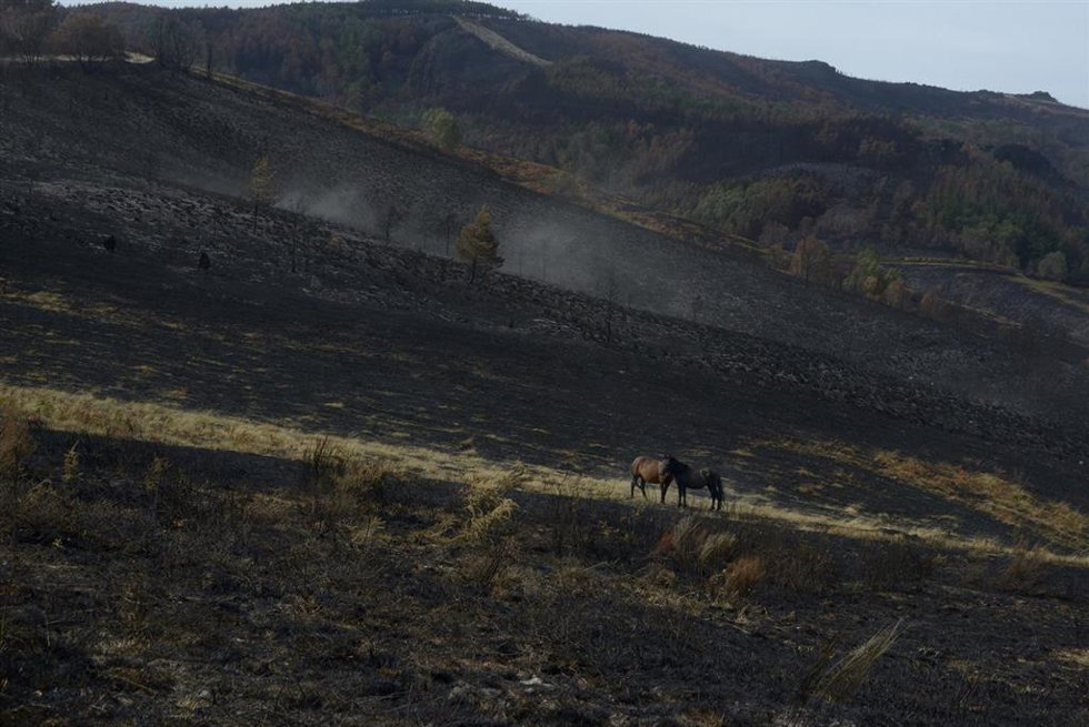 Archivo - Caballos en una ladera de la serra de San Mamede, a 10 de septiembre de 2025, en Ourense, Galicia (España). 