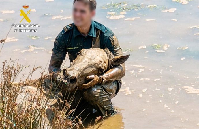 El rescate del caballo en la ría de Pontejos