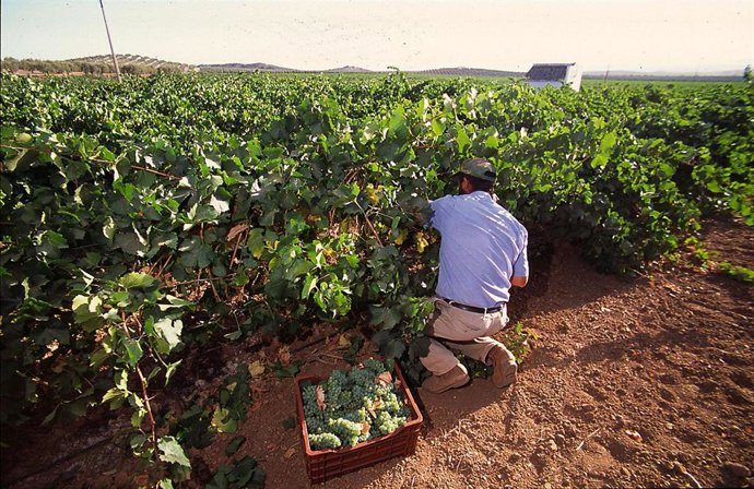 Archivo - Agricultor recogiendo uva moscatel.