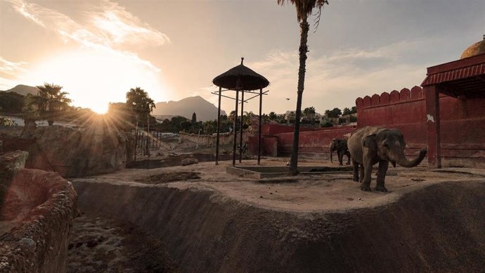 Elefantas durante el eclipse solar en Terra Natura Benidorm