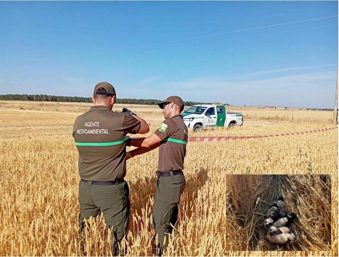 Dos agentes ambientales señalan un perímetro de seguridad en torno a un nido de aguilucho cenizo en la provincia de Segovia.
