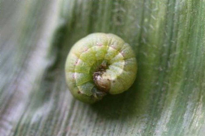 La oruga spodoptera exigua, conocida como 'rosquilla verde'.