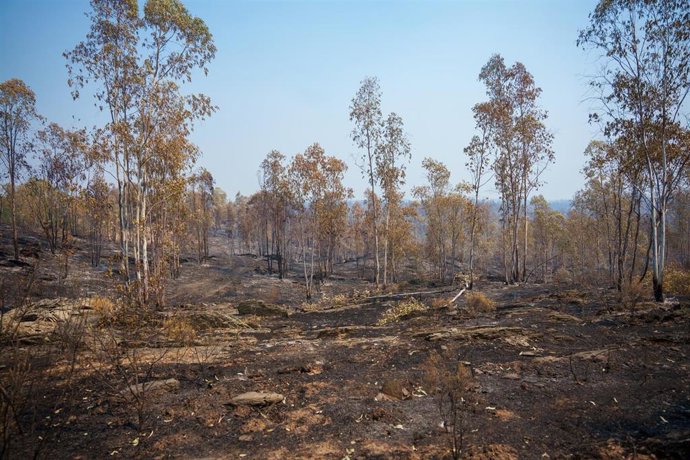 Zona afectada por el incendio de Niebla (Huelva) que lleva cinco días activo.