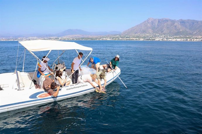Momento de la suelta de los dos ejemplares de tortuga boba en las costas de Marbella.