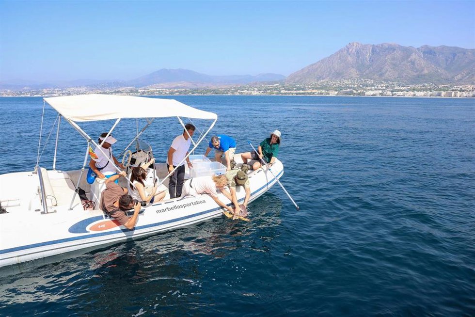 Momento de la suelta de los dos ejemplares de tortuga boba en las costas de Marbella.