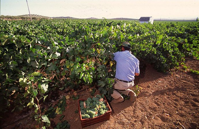 Archivo - Agricultor recogiendo uva moscatel.