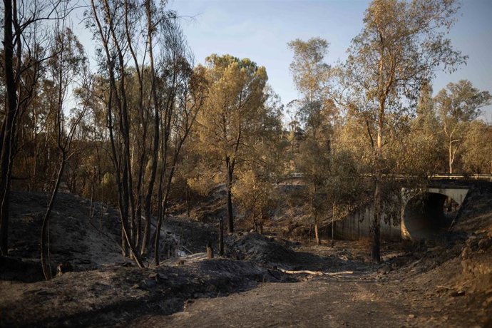 Imagen de zona afectada por el incendio de Niebla (Huelva). A 10 de agosto de 2026 en Niebla, Huelva (Andalucía, España). 