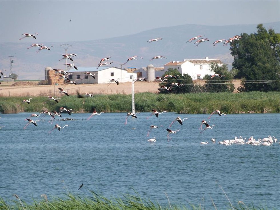 Archivo - La organización Ecologista ha respondido a la resolución que permite los tratamientos contra langosta en términos municipales incluidos en la ZEPA.