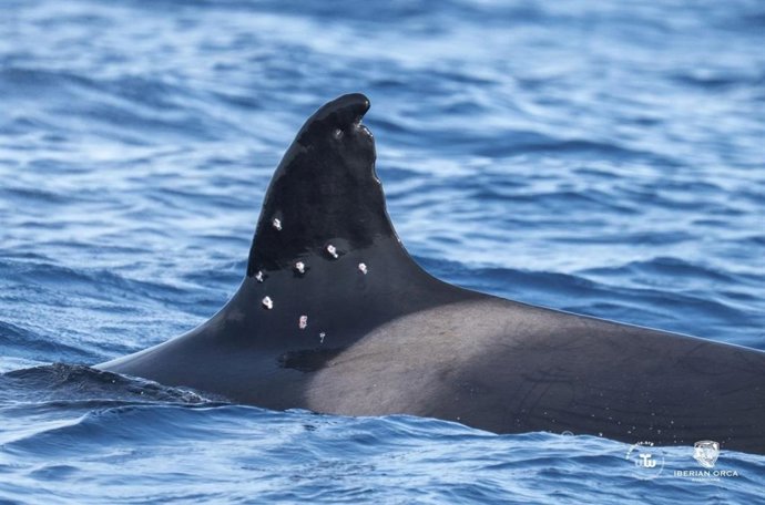 El MITECO abre actuaciones previas de  investigación tras el avistamiento de la orca Toñi  con posibles marcas de perdigones en su aleta  Dorsal.