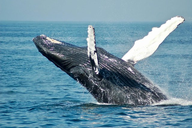 Ballenas en New York