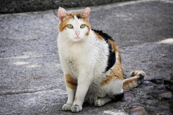 Archivo - Gato doméstico.