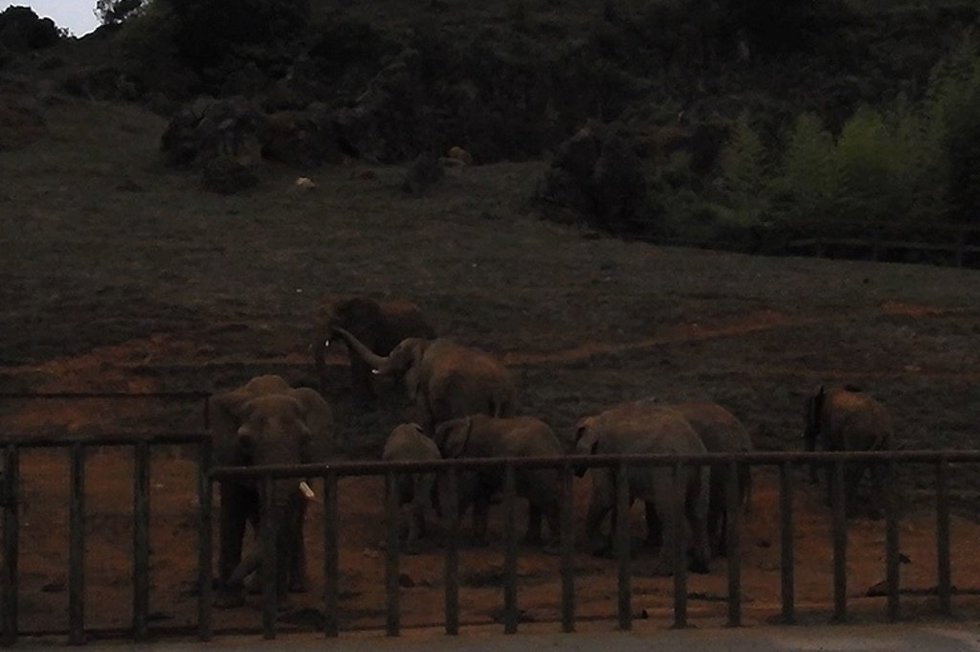 Animales de Cabárceno durante el eclipse solar total