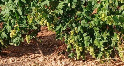 EpAgro - Agricultura