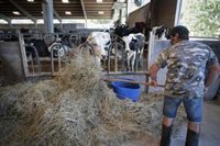 Unións Agrarias estima en 164 millones de euros las pérdidas en la producción de forrajes debido a la sequía