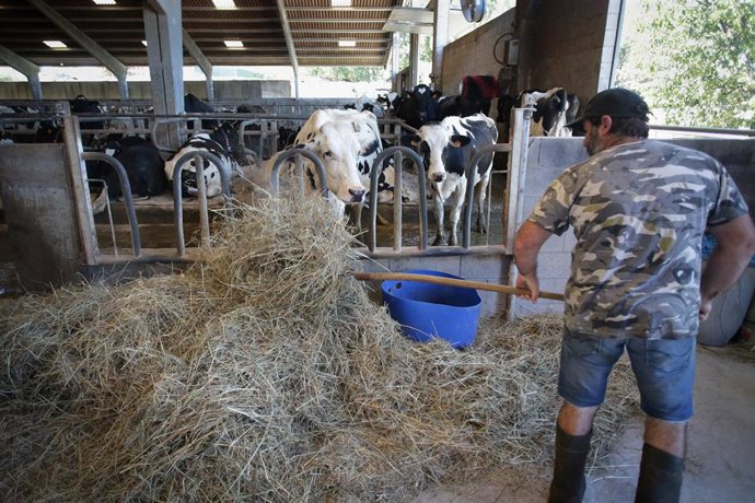 Archivo - Un ganadero junto a vacas de una ganadería de lácteo en Sabadelle, a 7 de agosto de 2023, en Chantada, Lugo, Galicia (España).