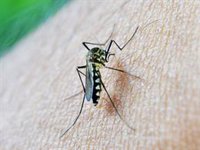 El SES confirma tres nuevos casos de fiebre del Nilo Occidental en Extremadura