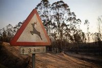 El incendio de Niebla (Huelva) es ya junto al de Riotinto de 2004 el más grave en hectáreas de Andalucía