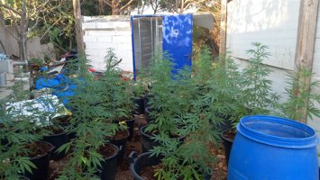 Una plantación de marihuana desmantelada en la zona del Polvorí de Girona