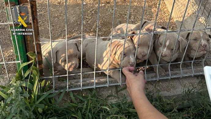 Criadero en Alicante de una red que presuntamente se dedicaba a comercializar perros con amputaciones ilegales de orejas y rabo