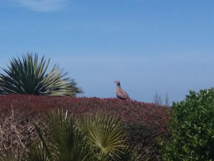 Archivo - Amigos de la Tierra pone el acento en la situación de la codorniz