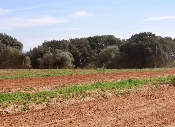 El Govern abre el plazo para que los productores de patata se incorporen al plan de rotación contra la 'globodera'
