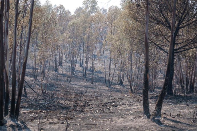Zona afectada por el incendio de Niebla (Huelva). 