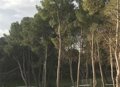 La Junta impulsa nuevas ayudas para plantaciones de piñón y refuerza el control de plagas de chinche del pino