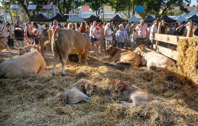 Archivo - Feria de ganado autóctono Autentika celebrada en 2025.