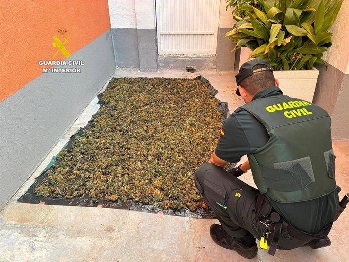 Desmantelan una plantación de marihuana en un establecimiento de compraventa en Burriana (Castellón)