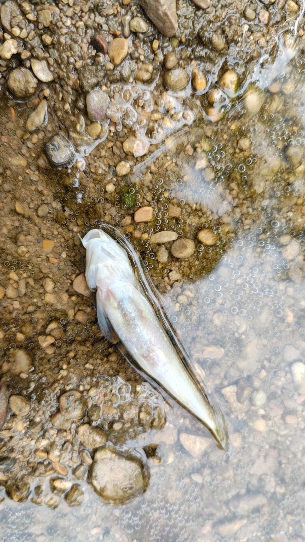 Investigan la aparición de varios peces muertos en el Júcar cerca de Villar de Olalla.