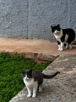 Archivo - Gatos. Foto de archivo.