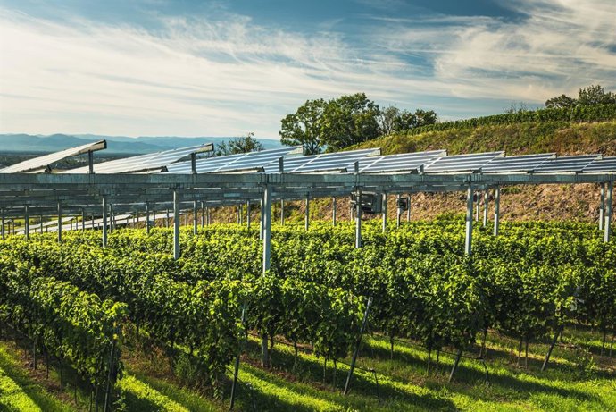 Imagen de placas solares sobre una plantación.