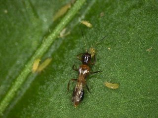 Archivo - Ejemplar de ‘Franklinothrips megalops’ sobre larvas de ‘Thrips parvispinus’.